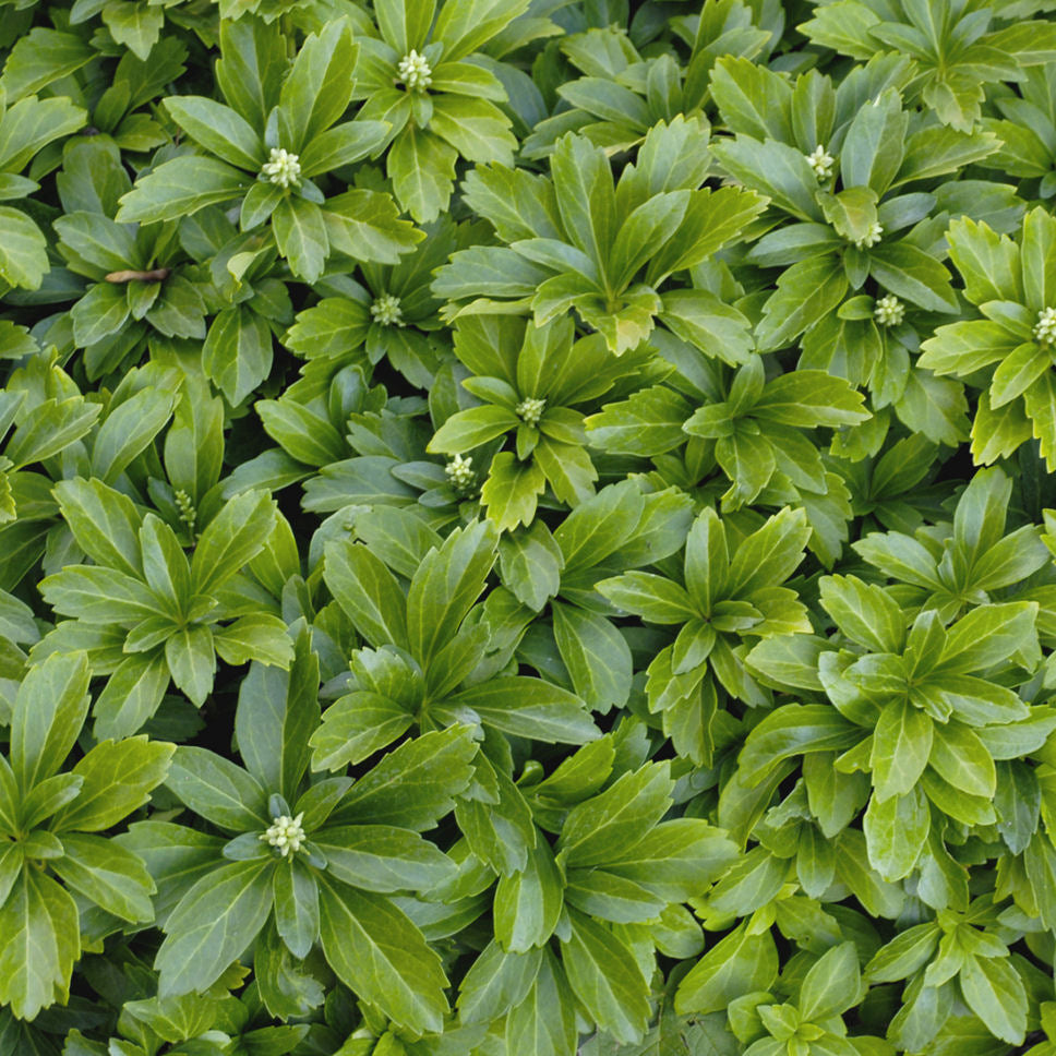 Japanese Spurge (Pachysandra terminalis) - 1 gallon