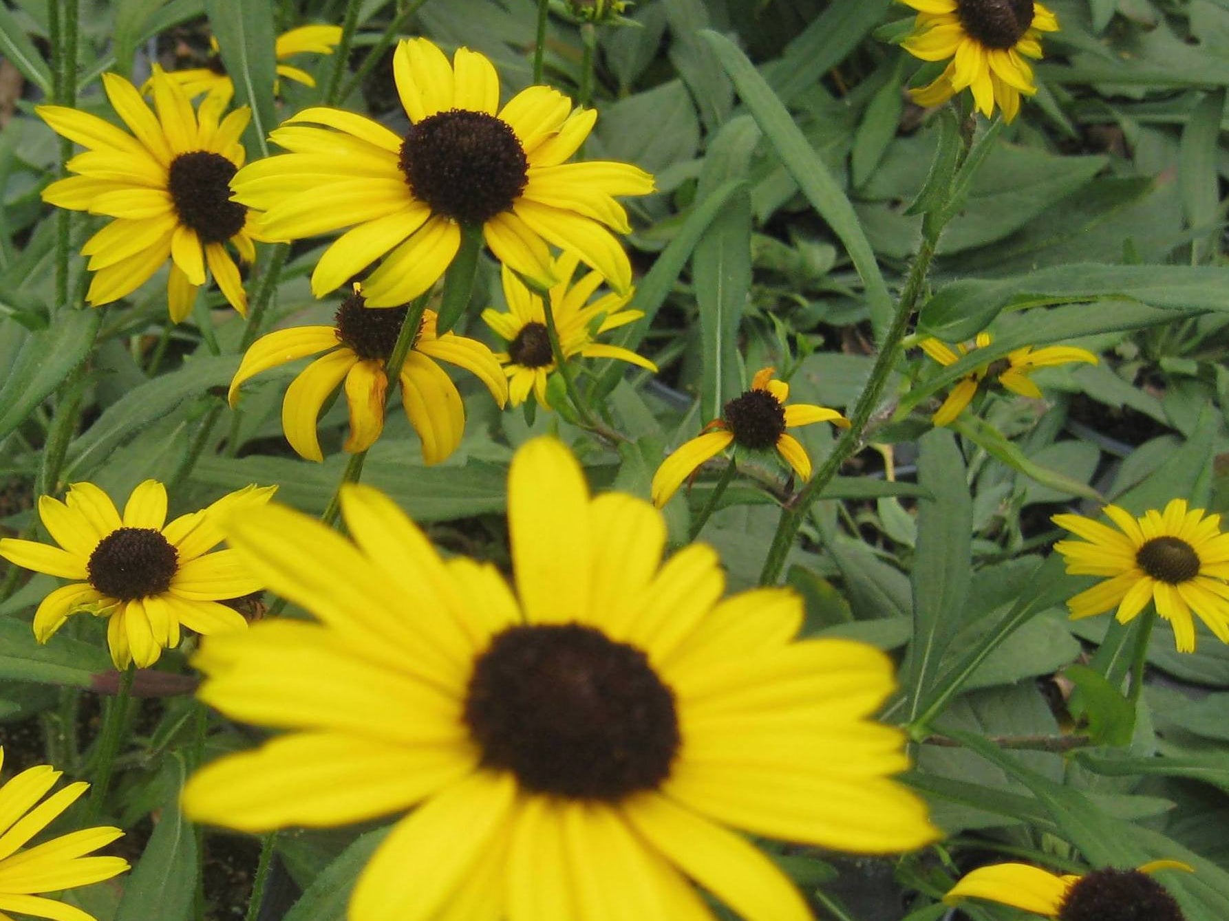 Little Suzy Black-Eyed Susan (Rudbeckia fulgida 'Little Suzy') - 1 gallon