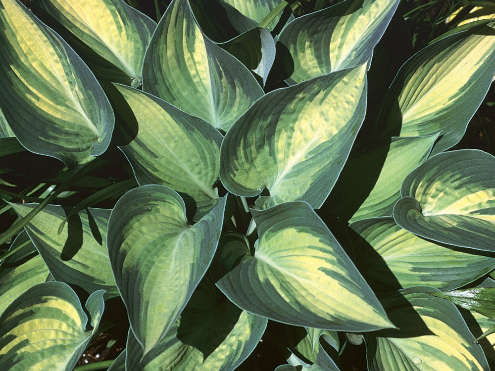 June Plantain Lily (Hosta june 'June') - 1 gallon