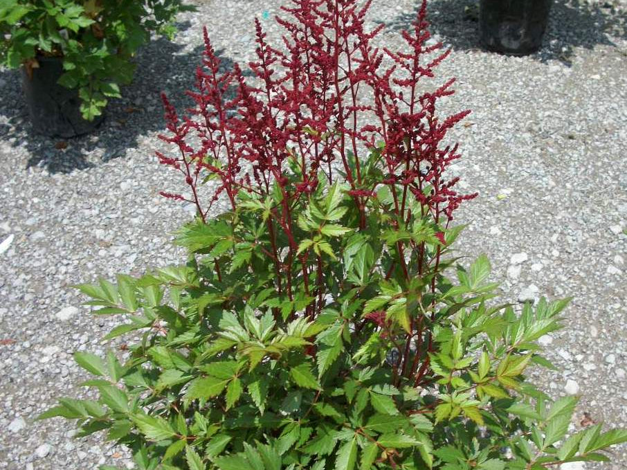 Montgomery Astilbe (Astilbe japonica 'Montgomery') - 1 gallon