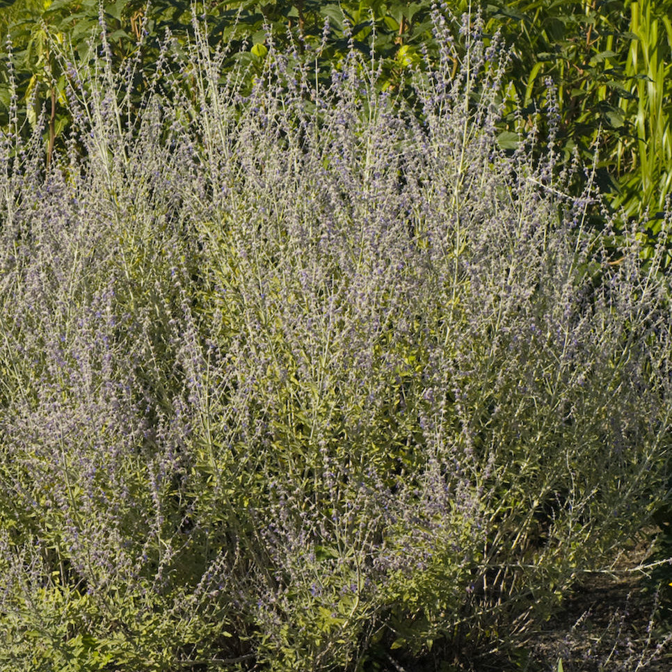 Little Spires Russian Sage (Perovskia atriplicifolia 'Little Spires') - 1 gallon