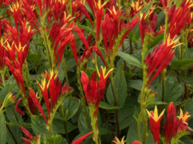 Little Redhead Indian Pink (Spigelia M 'Little Redhead') - 1 gallon