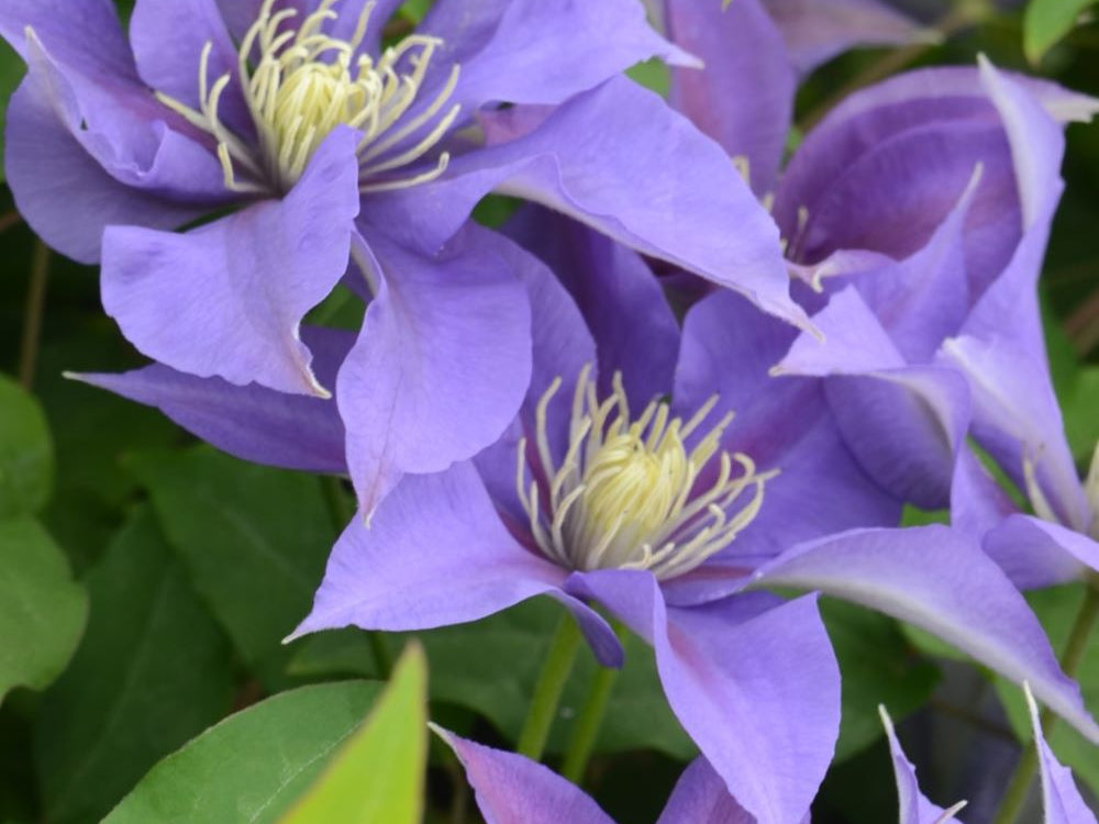 Olympia™ Clematis (Clematis olympia) - 1 gallon