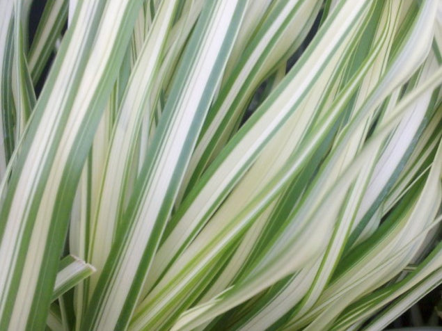 Lightning Strike™ Feather Reed Grass (Calamagrostis 'Cal. Lightning Strike') - 3 gallon