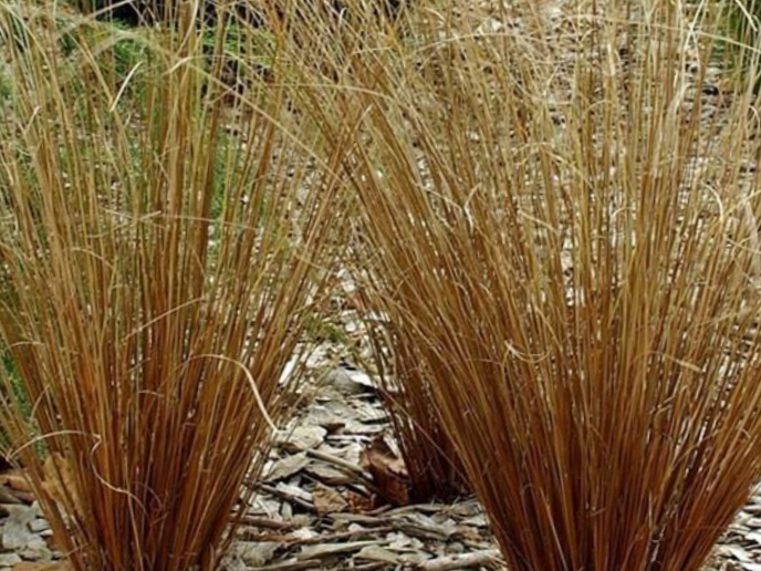 Leatherleaf Sedge (Carex 'Carex Firefox') - 1 gallon