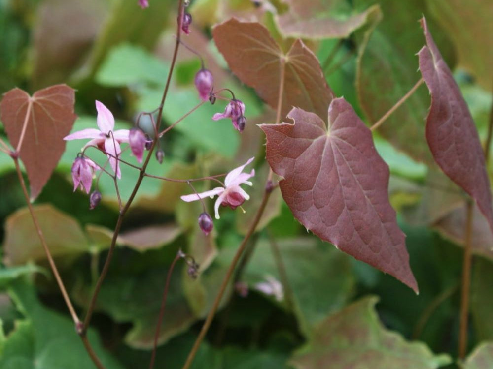Pink Elf Barrenwort (Epimedium 'Pink Elf') - 1 gallon