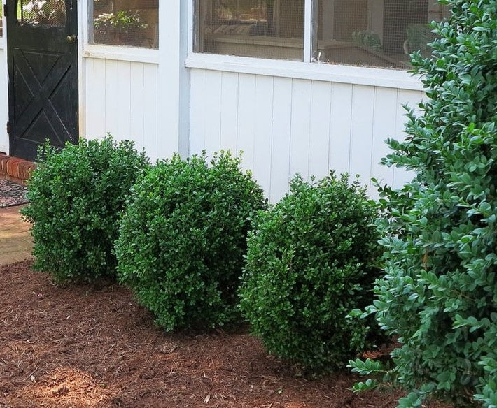 NewGen Freedom® Boxwood (Buxus newgen 'Freedom') - 2 gallon 10"