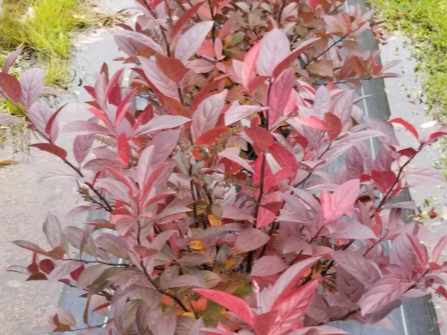 Itea Fountains of Rouge™ Virginia Sweetspire (Itea fountains 'Of Rouge') - 3 gallon