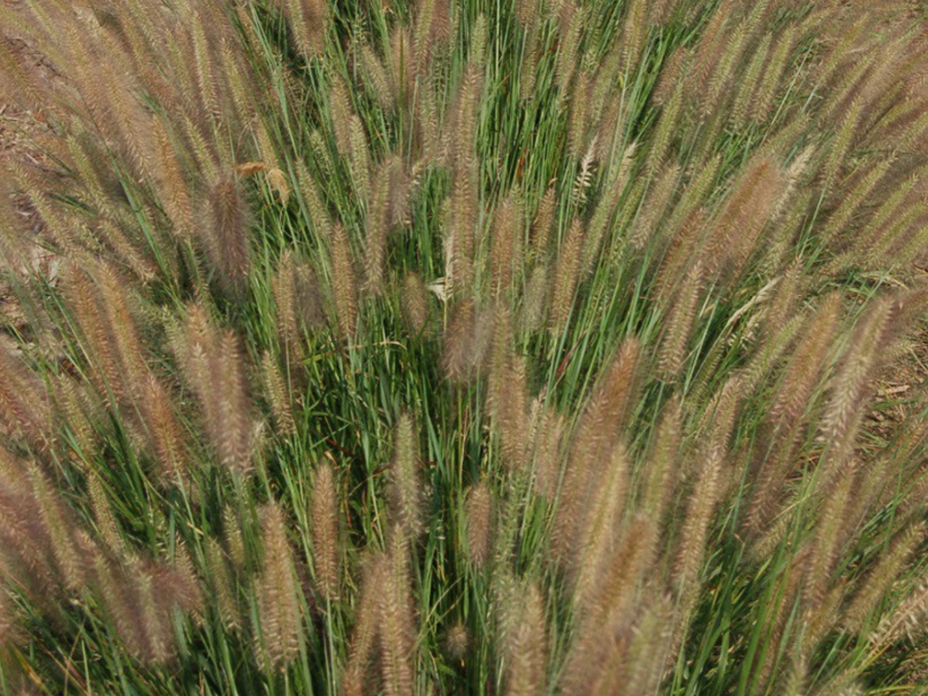 Jambalaya Fountain Grass (Pennisetum 'Pe. Al. Jambalaya') - 2 gallon