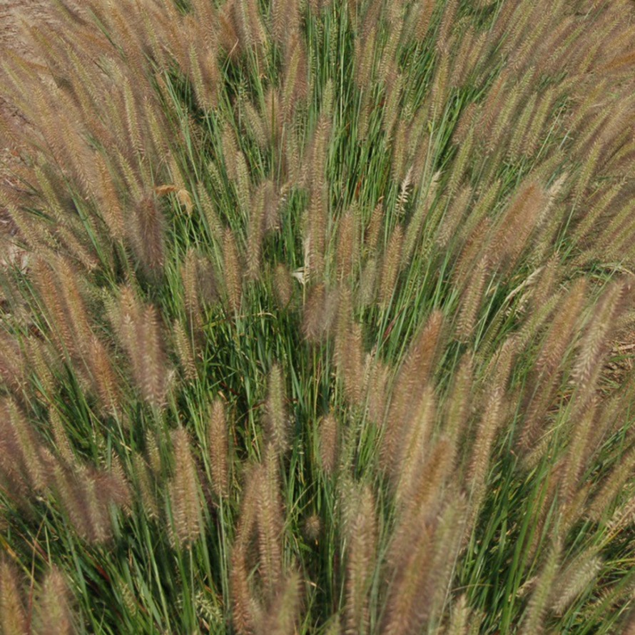 Jambalaya Fountain Grass (Pennisetum 'Pe. Al. Jambalaya') - 2 gallon