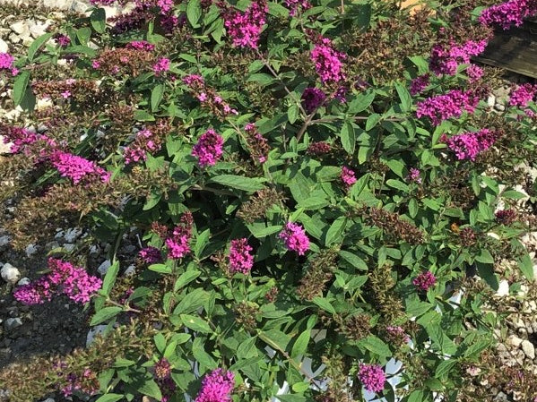 Lo & Behold Ruby Chip® Butterfly Bush (Buddleia 'Lo-Behold Ruby Chip') - 3 gallon