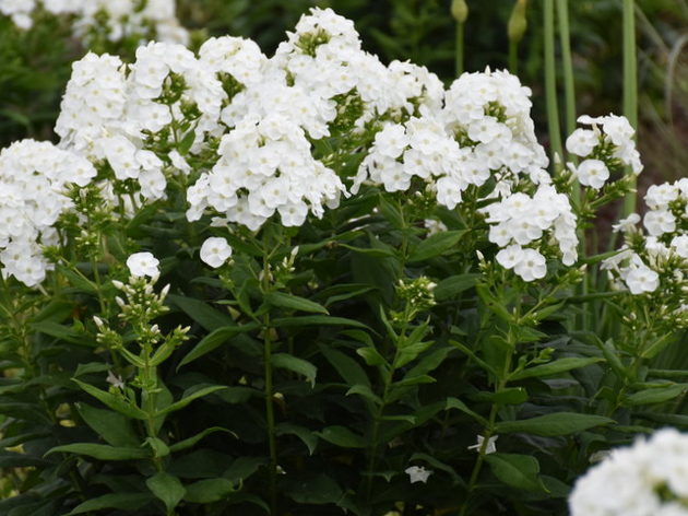 Luminary® 'Backlight' Tall Garden Phlox (Phlox P 'Luminary Backlight') - 1 gallon