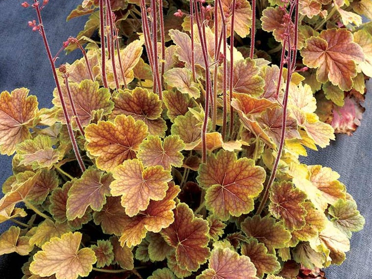 Northern Exposure™ Sienna Coral Bells (Heuchera 'Northern Exp. Sienna') - 1 gallon