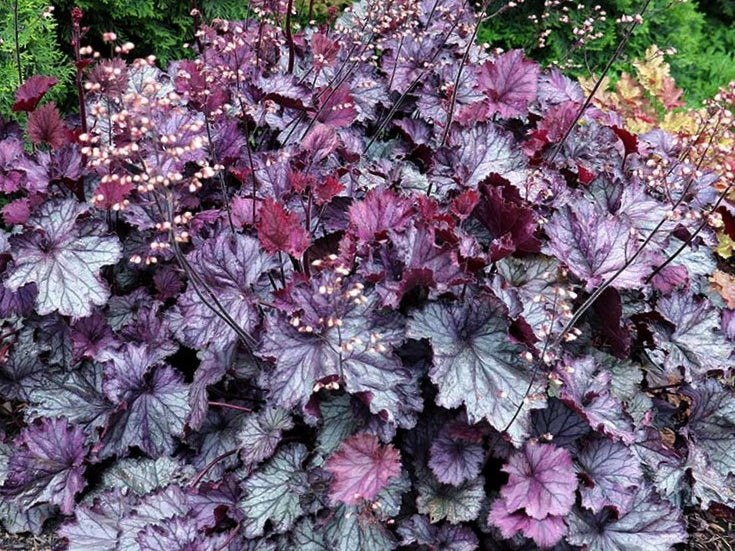 Northern Exposure™ Purple Coral Bells (Heuchera 'Northern Exp. Purple') - 1 gallon