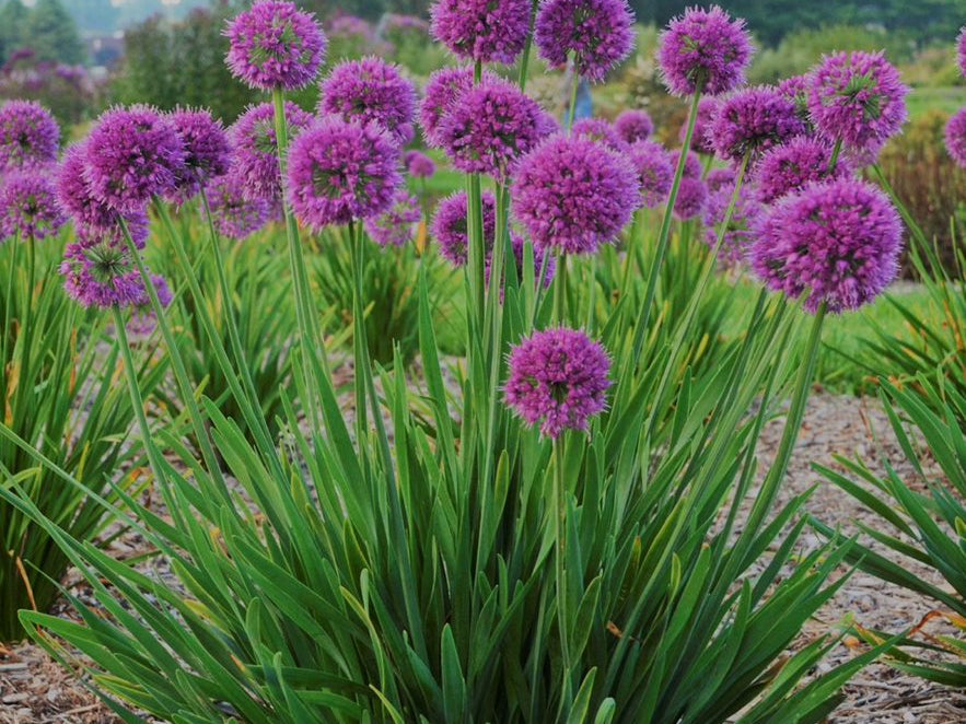 Lavender Bubbles Ornamental Onion (Allium 'Lavender Bubbles') - 1 gallon
