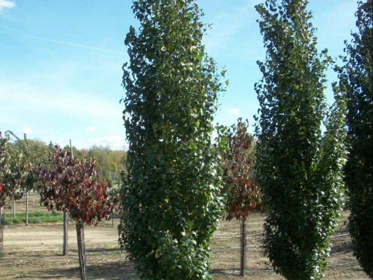 Parkland Pillar® Birch (Betula platyphylla 'Parkland Pillar') - 3 gallon