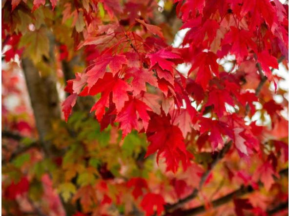 Red Maple (Acer rubrum) - 3 gallon