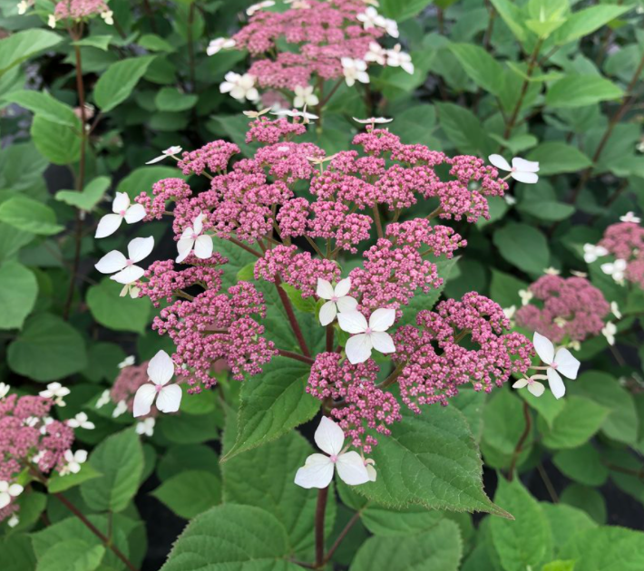 Invincibelle Lace® Smooth hydrangea (Hydrangea arborescens 'Invincibelle Lace') - 3 gallon