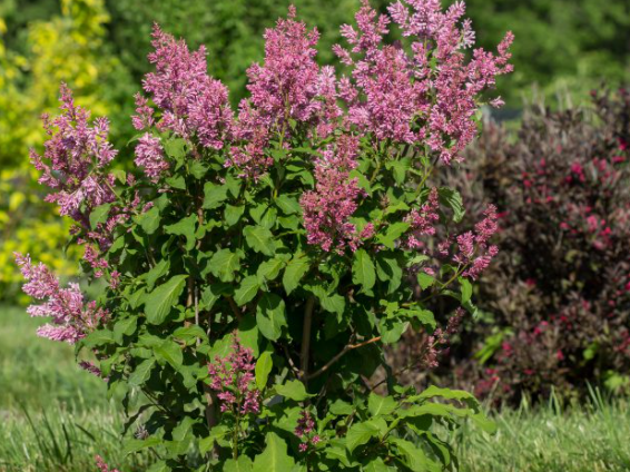 Little Lady™ Lilac (Syringa x 'Little Lady') - 3 gallon