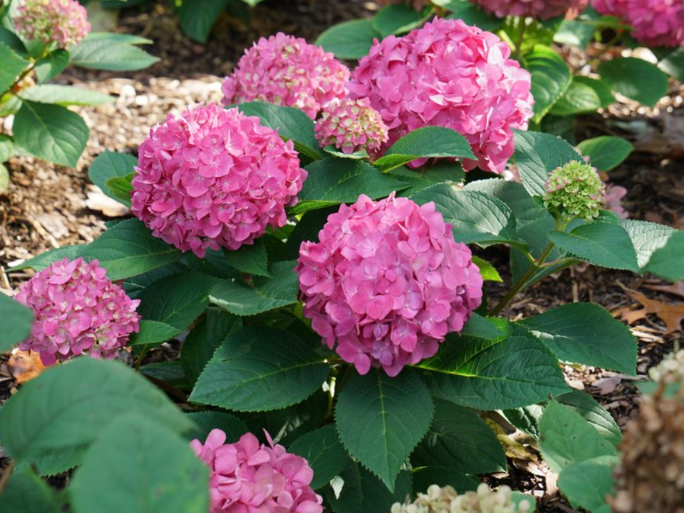 Let's Dance ¡Arriba!® Reblooming Hydrangea (Hydrangea macrophylla 'Lets Dance Arriba') - 3 gallon