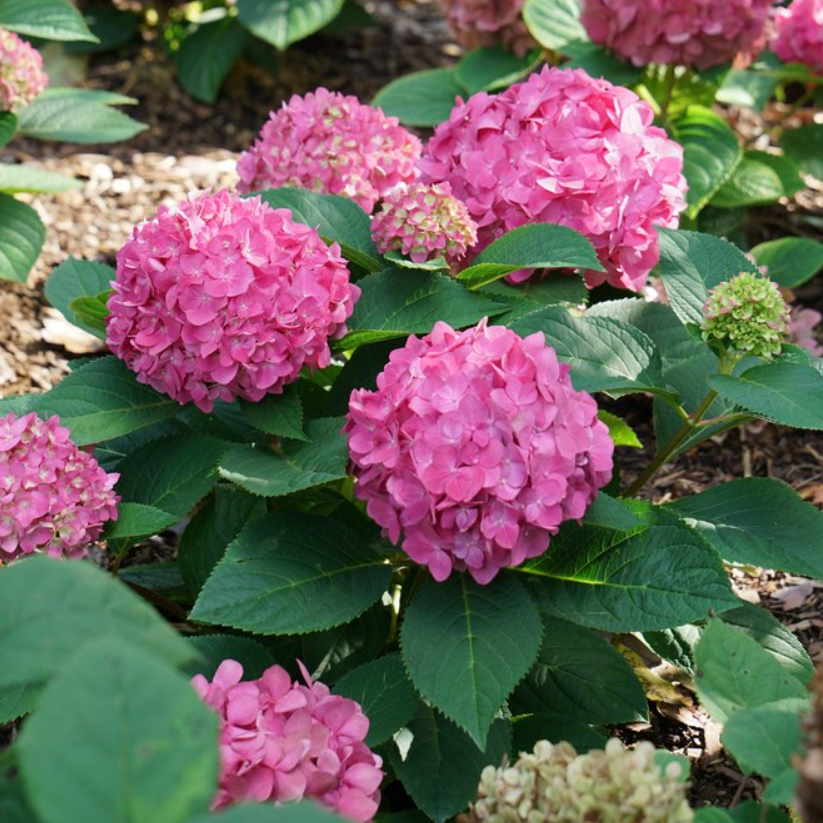 Let's Dance ¡Arriba!® Reblooming Hydrangea (Hydrangea macrophylla 'Lets Dance Arriba') - 3 gallon