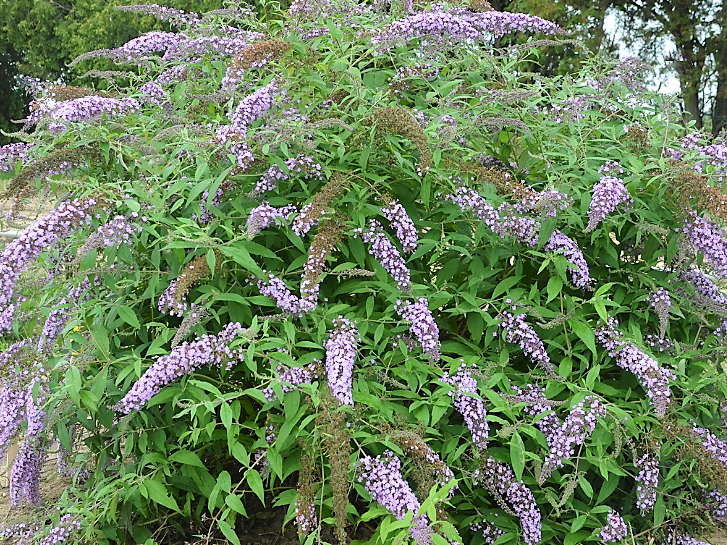 Lavender Cascade Butterfly Bush (Buddleia 'Lavender Cascades') - 3 gallon