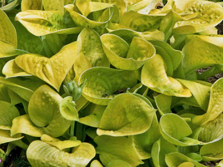 Maui Buttercups Hosta (Hosta 'Maui Buttercups') - 1 gallon