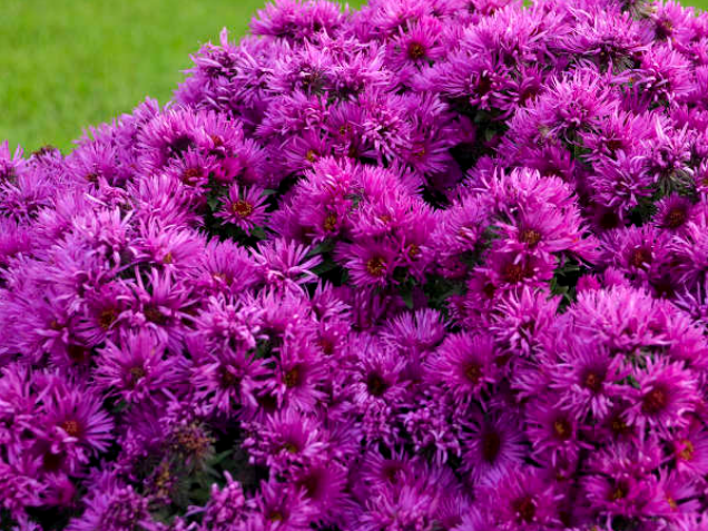 Pink Crush New England Aster (Aster 'Pink Crush') - 1 gallon