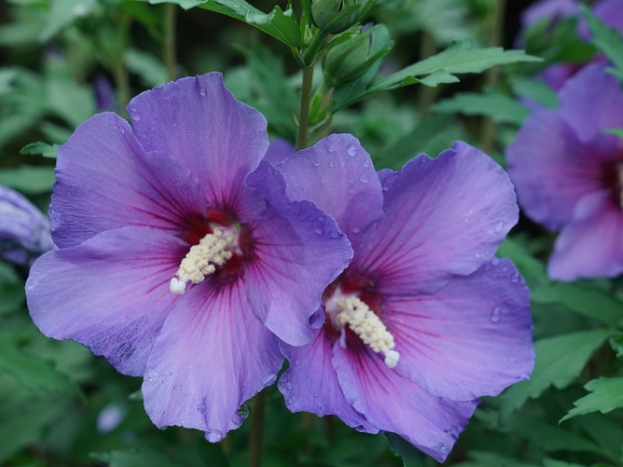 Paraplu Violet® Rose of Sharon (Hibiscus paraplu 'Violet') - 3 gallon 18"