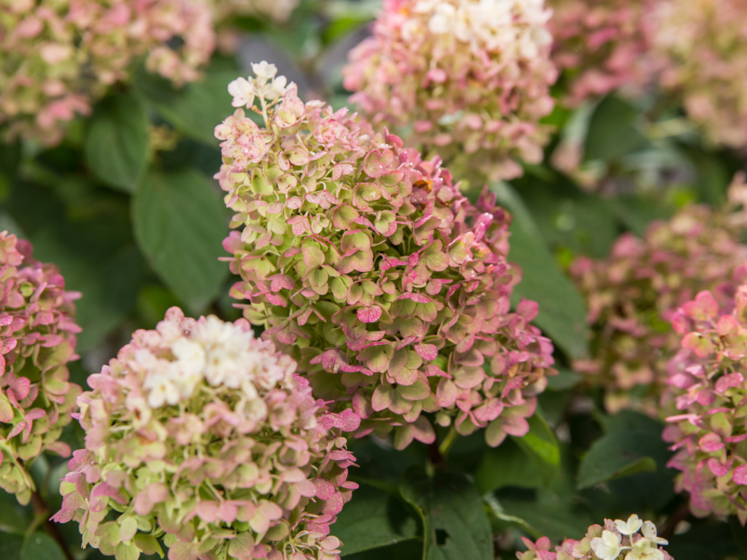 Little Hottie® Panicle Hydrangea (Hydrangea 'P Little Hottie') - 3 gallon