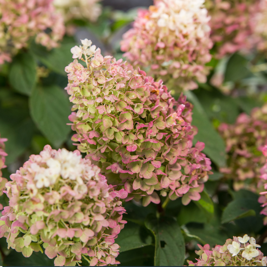 Little Hottie® Panicle Hydrangea (Hydrangea 'P Little Hottie') - 3 gallon