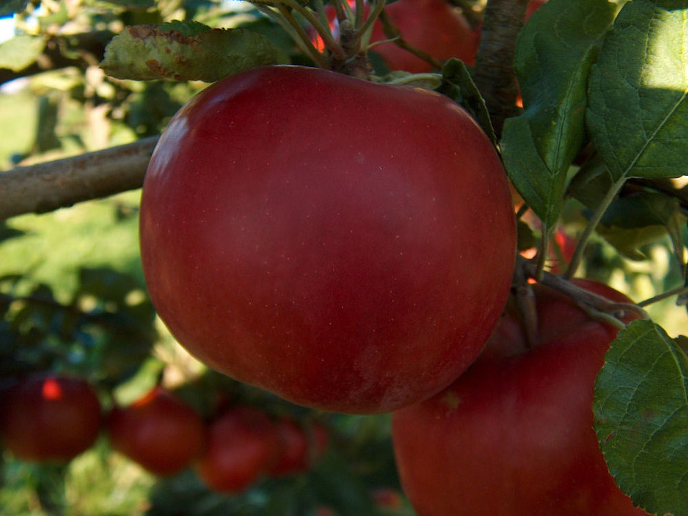 McIntosh Apple (Malus 'Fruit McIntosh') - 2 gallon 36"