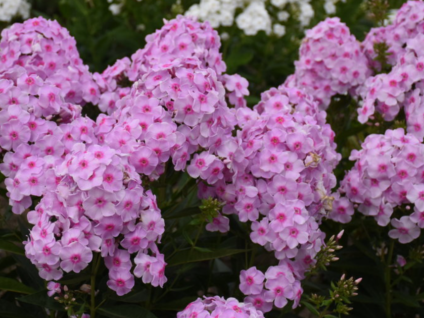 Luminary® 'Opalescence' Tall Garden Phlox (Phlox paniculata 'Luminary Opalescence') - 1 gallon