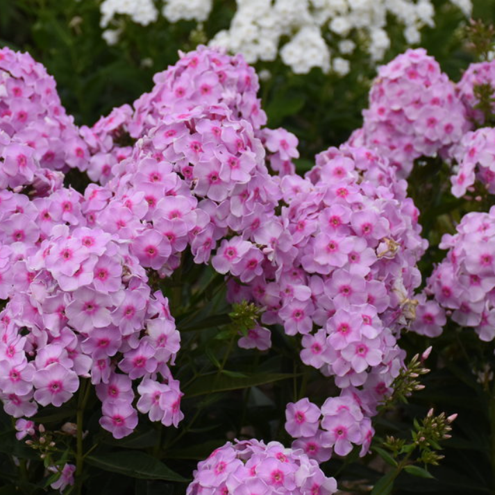 Luminary® 'Opalescence' Tall Garden Phlox (Phlox paniculata 'Luminary Opalescence') - 1 gallon