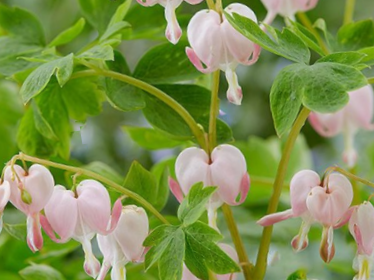 Pale Pink Bleeding Heart (Dicentra spectabilis 'Cupid') - 1 gallon