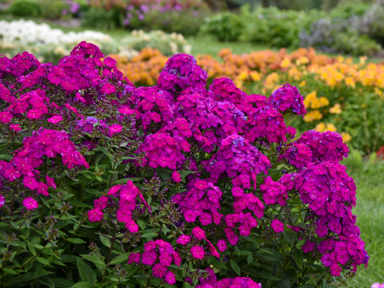 Luminary® 'Ultraviolet' Tall Garden Phlox (Phlox paniculata 'Luminary Ultraviolet') - 1 gallon
