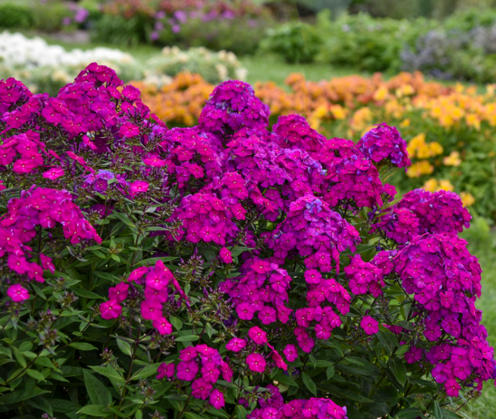 Luminary® 'Ultraviolet' Tall Garden Phlox (Phlox paniculata 'Luminary Ultraviolet') - 1 gallon