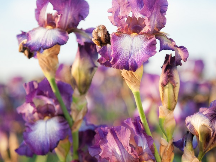 Iris Wine Festival (Iris germanica 'Wine Festival') - 1 gallon