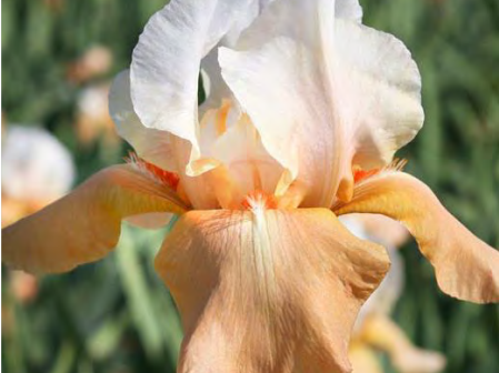 Invitation Bearded Iris (Iris germanica 'Invitation') - 1 gallon