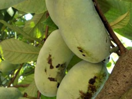Pawpaw (Asimina triloba) - 3 gallon