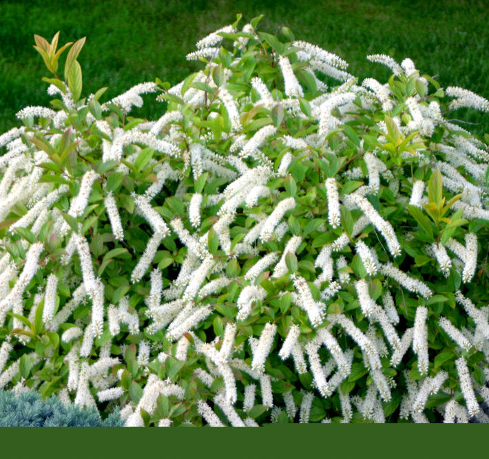 Little Henry® Sweetspire (Itea virginica 'Sprich') - 1 gallon