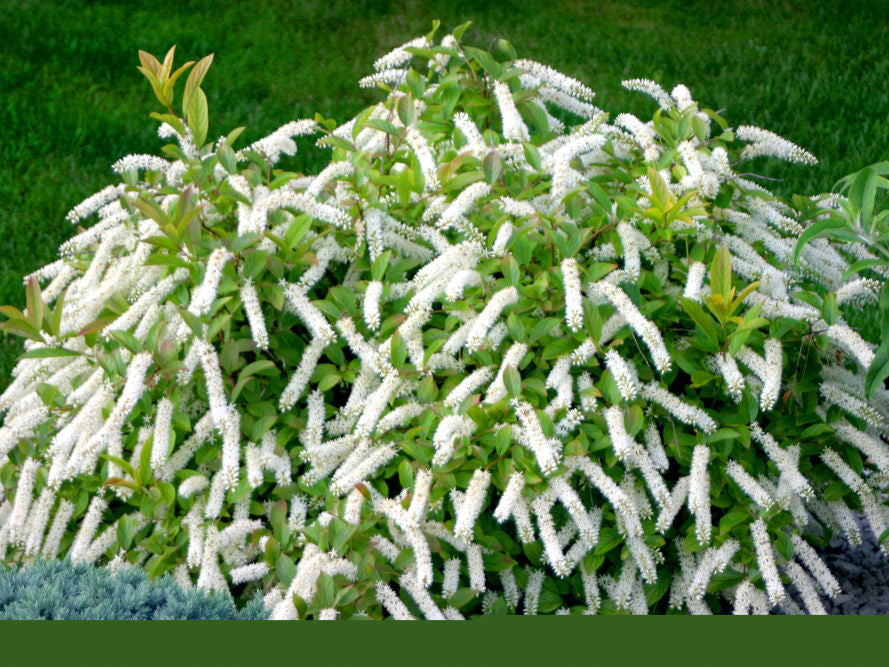 Little Henry® Sweetspire (Itea virginica 'Sprich') - 1 gallon