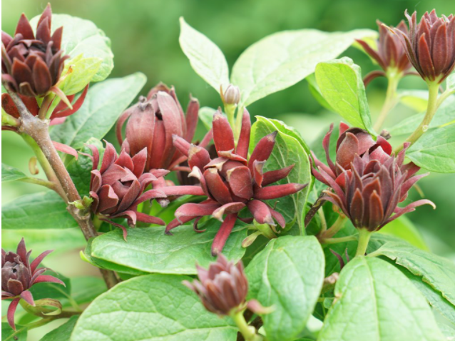Simply Scentsational® Sweetshrub (Calycanthus simply 'Scentsational') - 3 gallon 15"