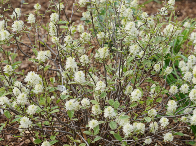 Legend of the Small® Bottlebrush (Fothergilla x intermedia 'Legend Of The Small') - 3 gallon 15"