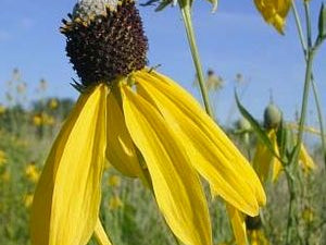 Prairie Coneflower (Ratibida pinnata) - 1 gallon
