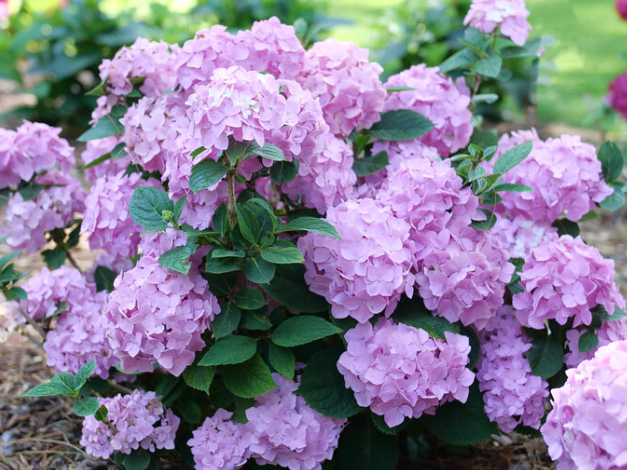 Let's Dance Sky View® Reblooming Hydrangea (Hydrangea macrophylla 'Lets Dance Sky View') - 3 gallon