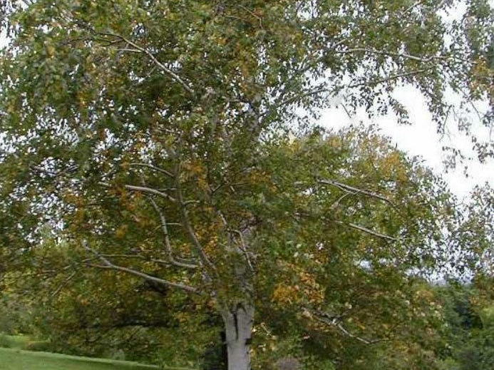 Paper Birch (Betula papyrifera) - 3 gallon