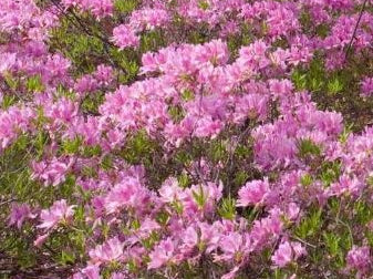 Lilac Lights™ Azalea (Azalea 'Exbury Lilac Light') - 3 gallon 15"