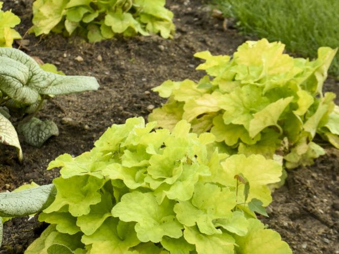 Primo® 'Pistachio Ambrosia' Coral Bells (Heuchera pistachio 'Ambrosia') - 1 gallon