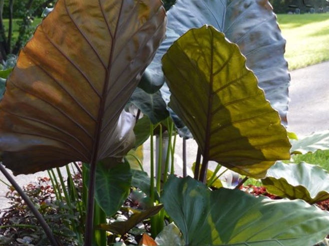 Metal Head Elephant Ear (Alocasia 'Metalhead') - 1 gallon